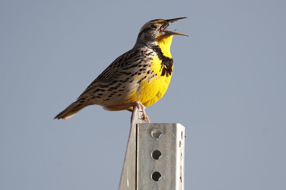 BIRDS - MEADOWLARK AP FILE.jpeg